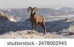 Indulging in sweetness with the elegance of a bighorn sheep.