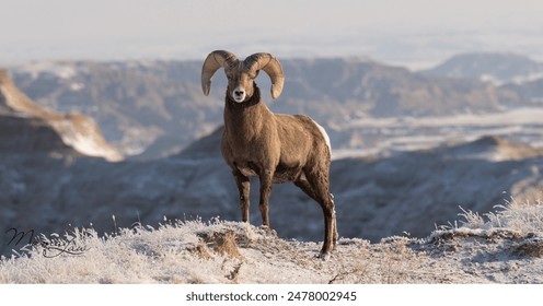 Indulging in sweetness with the elegance of a bighorn sheep. - Powered by Shutterstock