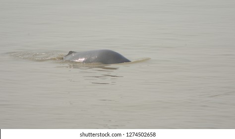 Indus Blind Dolphin Pakistan