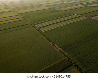 Industrial Agriculture Lanscape Aerial Shot Of Wheat Soybean Corn Sunflower Canola Crop Farm Fields 