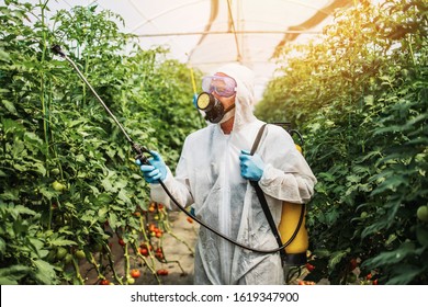 Industrial agriculture theme. Experienced worker in protective suite spraying toxic herbicides or insecticides on vegetables growing plantation. Natural hard light on sunny day. 