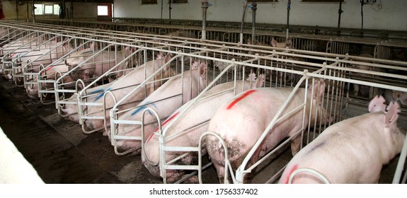 Industrial animal farm for pig sows and piglets