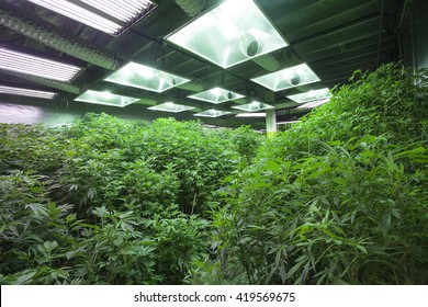 Industrial Cannabis Grow Operation