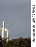 Industrial chimneys with steam plume against grey sky, crowned by flying birds. Silhouetted autumn trees frame white power plant towers in minimalist composition