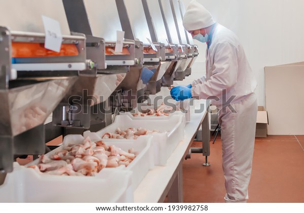 Industrial equipment at a meat\
factory.Chicken fillet production line . Factory for the production\
of food from meat.Automated production line in modern food factory.\
Ravioli production.