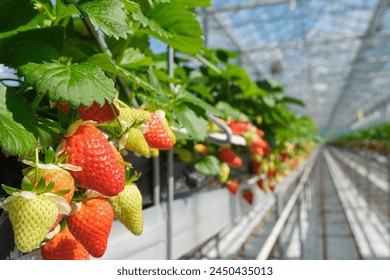 Industrial food production of strawberries in a greenhouse in the Netherlands. Closeup of red and green strawberries in a glasshouse under a blue sky. - Powered by Shutterstock