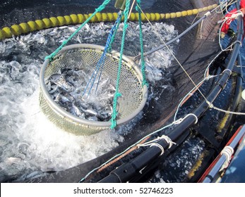 Industrial Giltheads (Sparus Aurata) Fishing