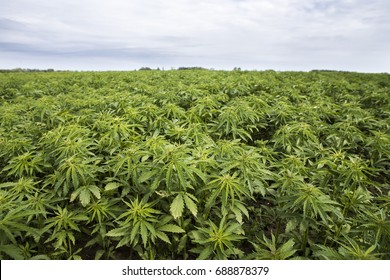 Industrial Hemp Plantation