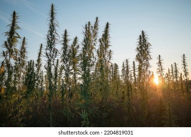 Industrial Hemp Plants, Hemp Crop On The Plantation During Sunset With Clear Sunset Sky Above