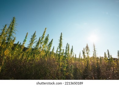 Industrial Hemp Plants, Hemp Crop On The Plantation During Sunset With Clear Sunset Sky Above