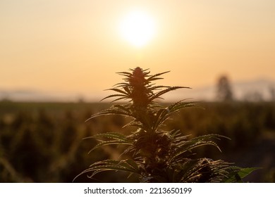 Industrial Hemp Plants, Hemp Crop On The Plantation During Sunset With Clear Sunset Sky Above