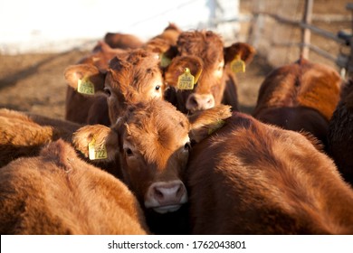 industrial livestock. calves in cattle farm - Shutterstock ID 1762043801