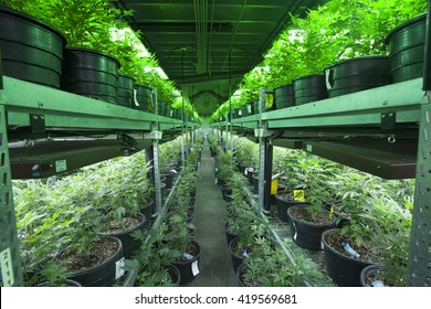 Industrial Marijuana Grow Operation 