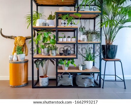 Industrial open shelf cupboard filled with numerous house plants in pots such as cacti, hanging plants, succulents etc creating an indoor garden