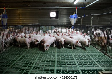 Industrial Pig Farm For Breeding Little Hogs