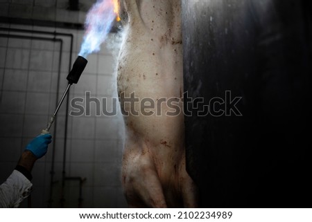 Industrial pig meat processing and burning before cutting.