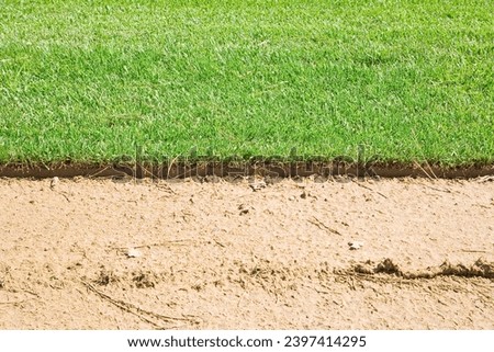 Industrial production of artificial and cultiavated green mowed lawn in sandy soil