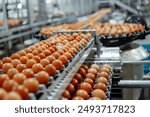 An industrial production line for brown chicken eggs