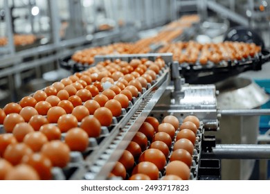 An industrial production line for brown chicken eggs