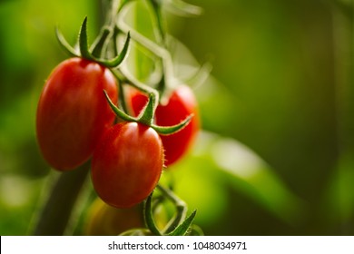 Industrial Tomato Plantation.