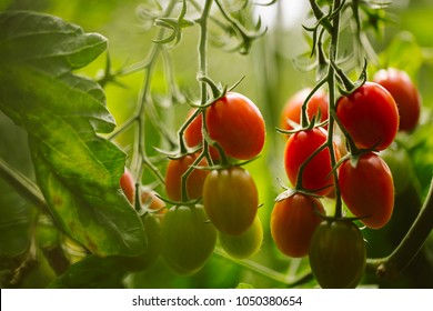 Industrial Tomato Plantation.