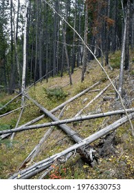 Ine Forest At Canmore Hot Springs Canada 2