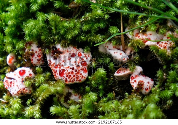 Inedible\
Hydnellum peckii fungus with funnel-shaped cap with a white edge\
and bright red guttation droplets, common names: strawberries and\
cream, bleeding Hydnellum, Devil\'s\
tooth.