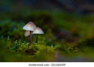 Inedible Mushroom Common Mycena Known Common Stock Photo 2211303359 ...