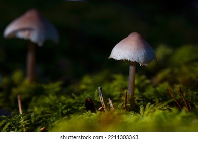 Inedible mushroom common mycena, also known as the common bonnet, the toque mycena or the rosy-gill fairy helmet (Mycena galericulata). Pair of mushrooms on green moss background. Czech Republic - Shutterstock ID 2211303363
