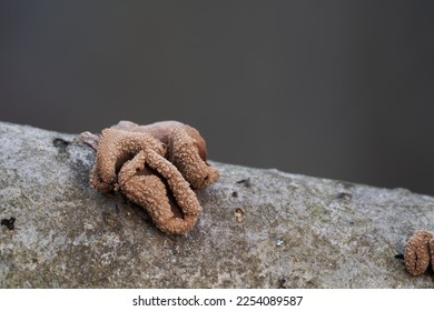 Inedible mushroom Encoelia furfuracea on the hazel. Known as spring hazelcup. Small beige mushrooms in the forest. - Shutterstock ID 2254089587