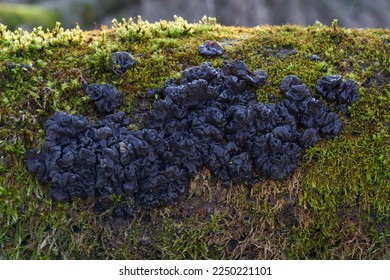 Inedible mushroom Exidia nigricans on the moss wood. Known as Warlocks's Butter. Wild black mushroom in the forest. - Shutterstock ID 2250221101