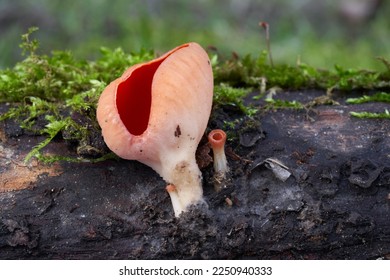 Inedible mushroom Sarcoscypha coccinea on the moss wood. Known as Scarlet Cup. Wild red mushroom in the forest. - Shutterstock ID 2250940333