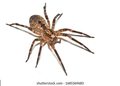 Infamous but actually harmless Mediterranean Spiny False Wolf Spider Zoropsis spinimana, found in Italy and photographed on white background