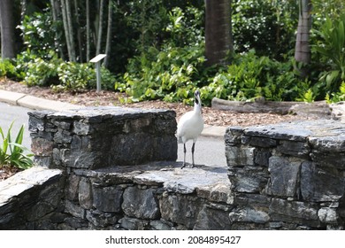 Infamous Australian Bin Chicken Ibis