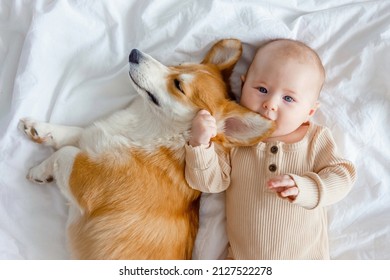 An Infant And Ginger Corgi Pembroke Laying On A White Sheet And Looking At The Camera, Top View. Relationships Between Baby And Dog. Baby Biting Dog's Ear. Fur Allergy. Families With Pets And Newborn.