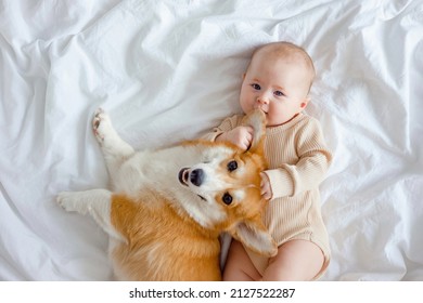 An infant and ginger corgi pembroke laying on a white sheet. The concept of relationships between baby and dog. Fur allergy. Pets in family with newborn. Baby holding dog's mazzle. Family members.