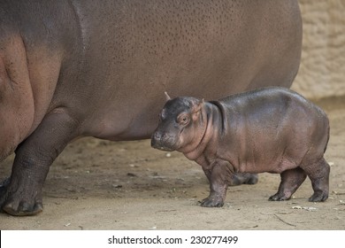 Infant Hippopotamus