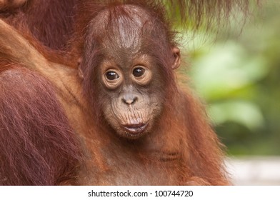 Infant Orangutan stays close to mother (out of shot) and pouts or puckers its lips. The background comprises defocused green rainforest foliage providing some space for copy if required.