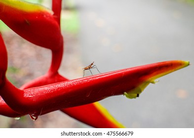 Infected Aedes Mosquito, Which Also Spreads Dengue And Chikungunya, Is The Carrier Of The Zika Virus. Singapore, August 29, 2016