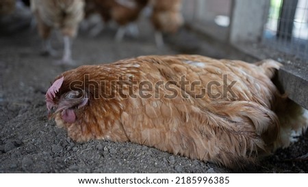 Infectious Coryza in laying CHICKEN, layer brown hen.Illness chicken sick with bird flu.