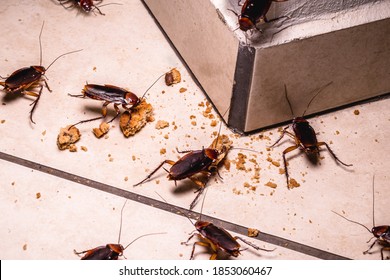 infestation of cockroaches indoors, photo at night, insects on the floor eating leftover food