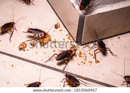 infestation of cockroaches indoors, photo at night, insects on the floor eating leftover food