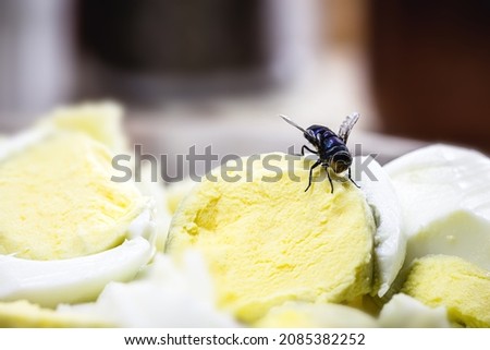 infestation of flies on food, rice and rotten eggs, insects indoors, house pest