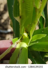 46 Corn stem borer Images, Stock Photos & Vectors | Shutterstock