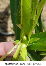 46 Corn stem borer Images, Stock Photos & Vectors | Shutterstock