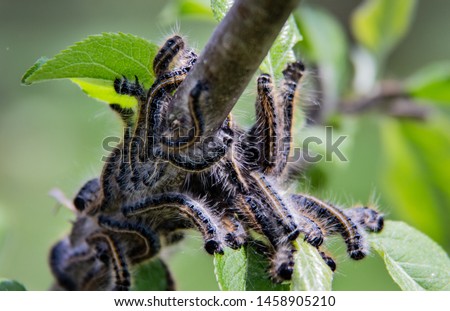 An infestation of tent caterpillars devouring apple tree leaves in early spring. Fuzzy caterpillars with orange stripe eating leaves