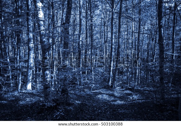 Infested Dark Forest Night Stock Photo 503100388 | Shutterstock