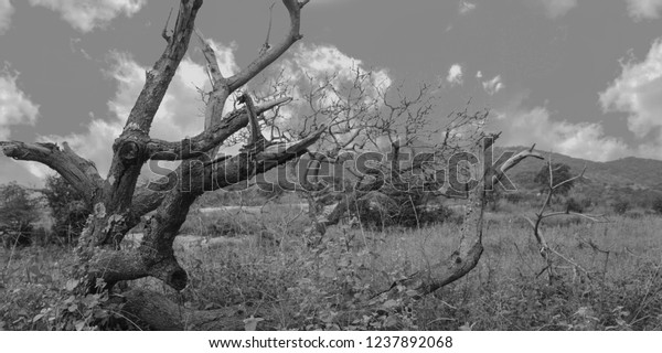Infested Forest By Ghosts Dark Forest Stock Photo 1237892068 | Shutterstock