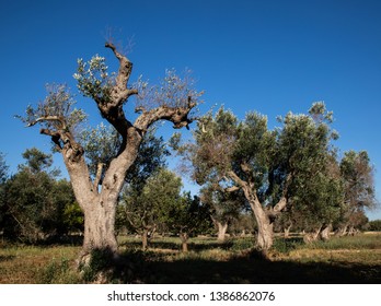 Infested olive trees (bacterium Xylella Fastidiosa), Salento, South Italy