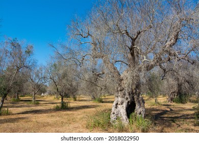 Infested olive trees (bacterium Xylella Fastidiosa), Salento, Puglia, Italy